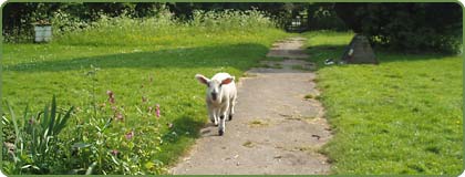 Spring lamb