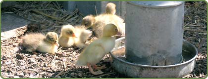 Ducklings