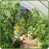 Polytunnel