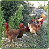 Chickens on wall