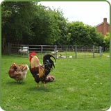 Cockerel on lawn