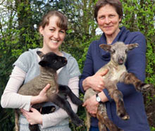 Lambs